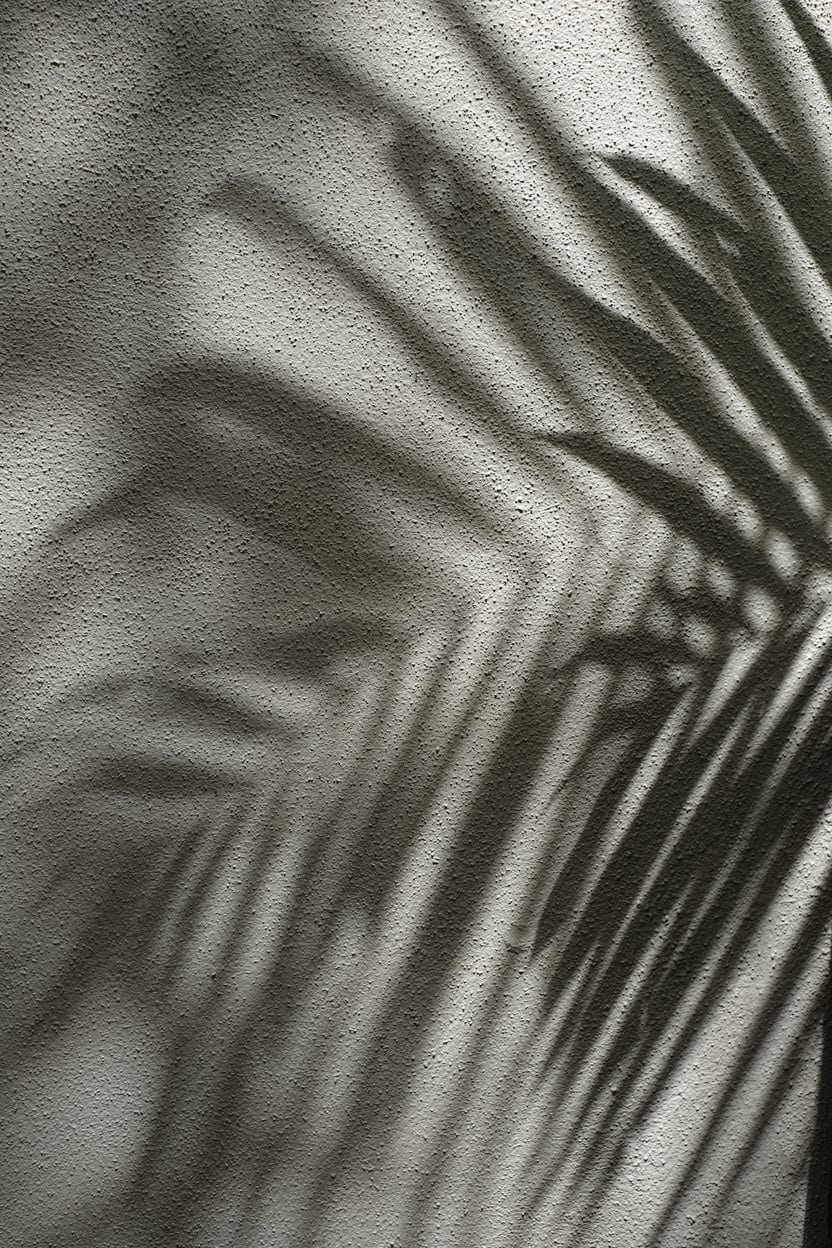 Palm Shadows on Concrete