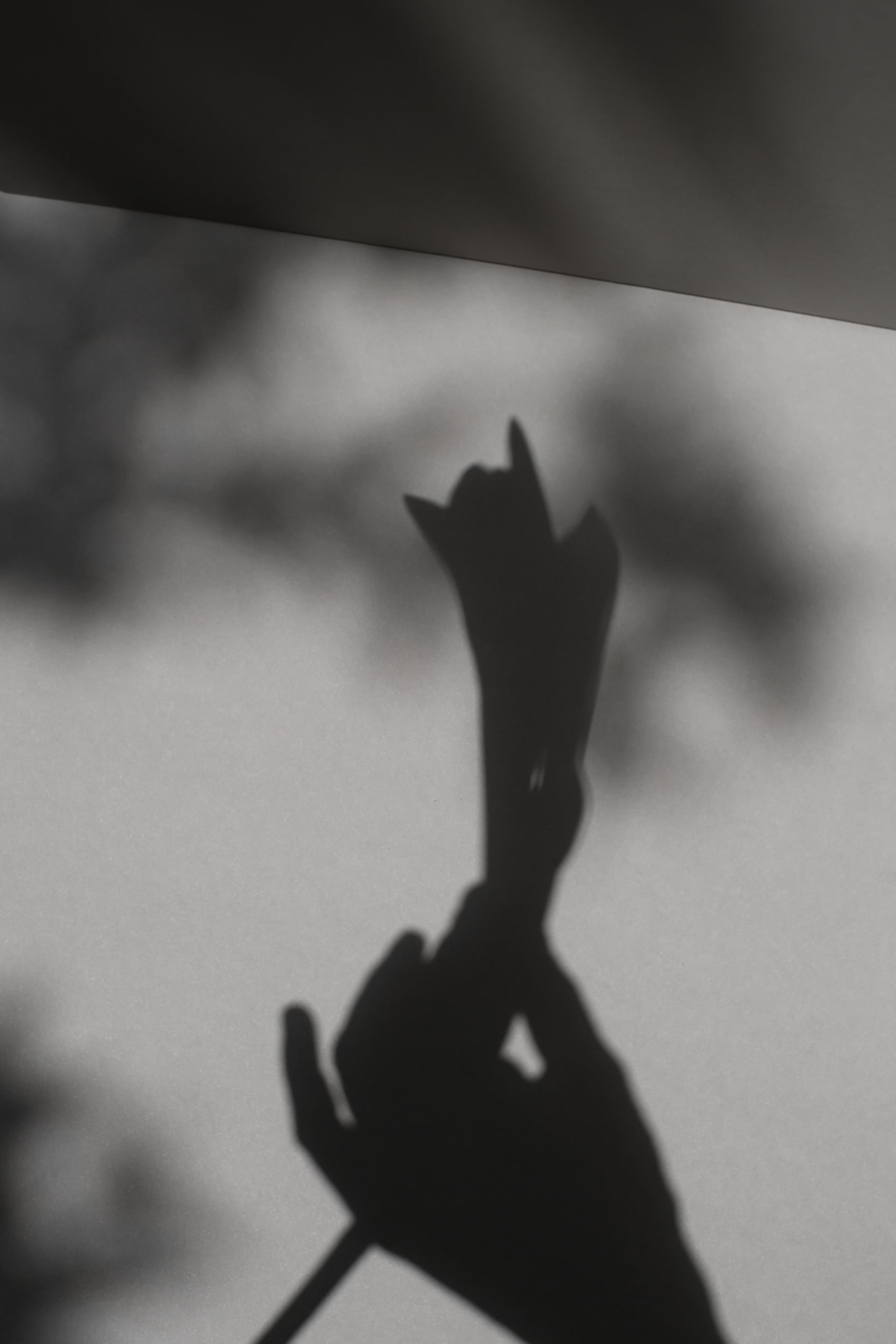 Shadow of Hand Holding a Flower 