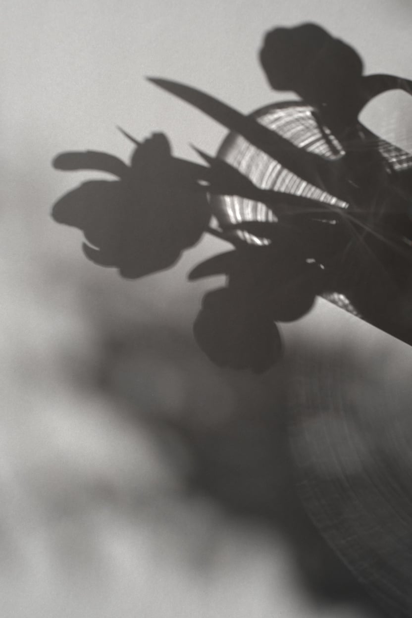 Shadows of Flowers 