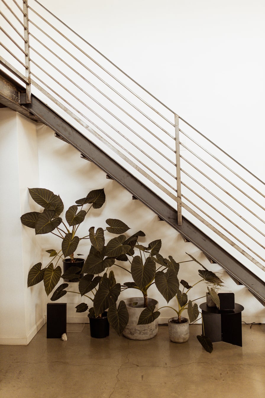 Houseplants Under the Stairs 
