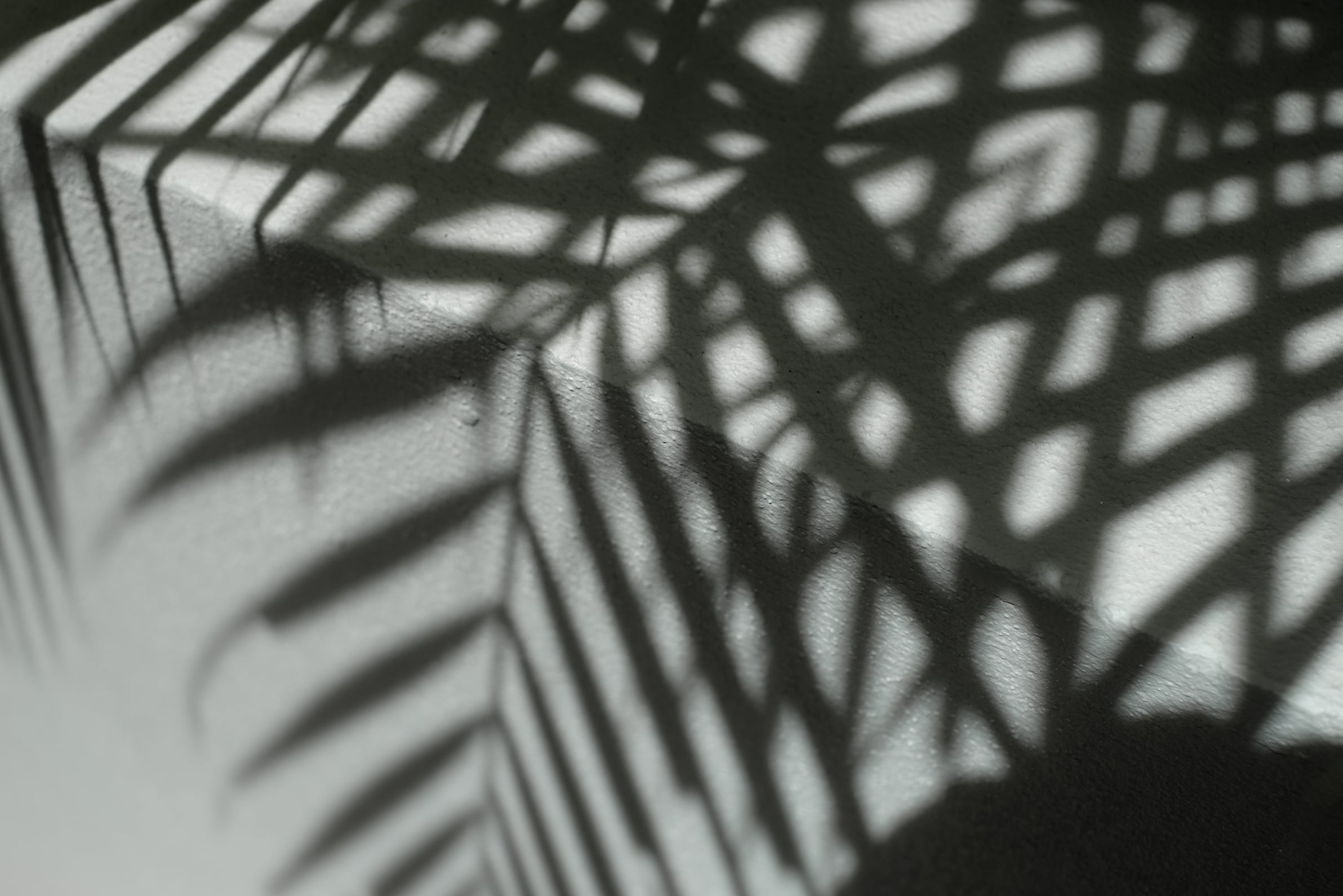 Shadows of Palm Leaves 